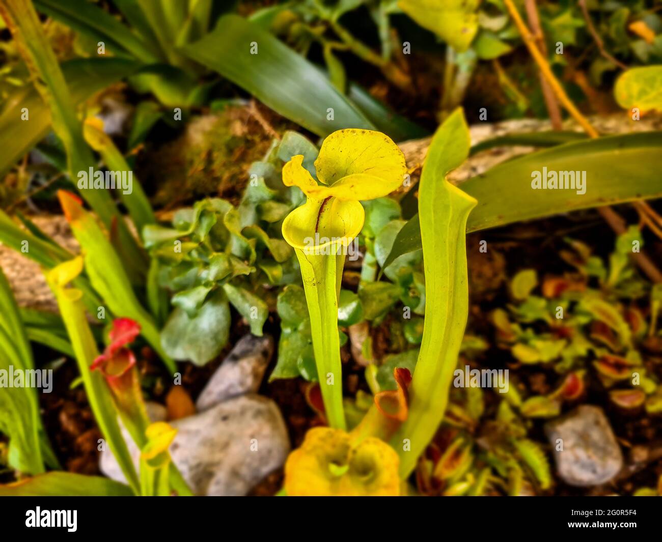 Dettagli con Sarracenia (tromba) piante carnivore. Foto Stock