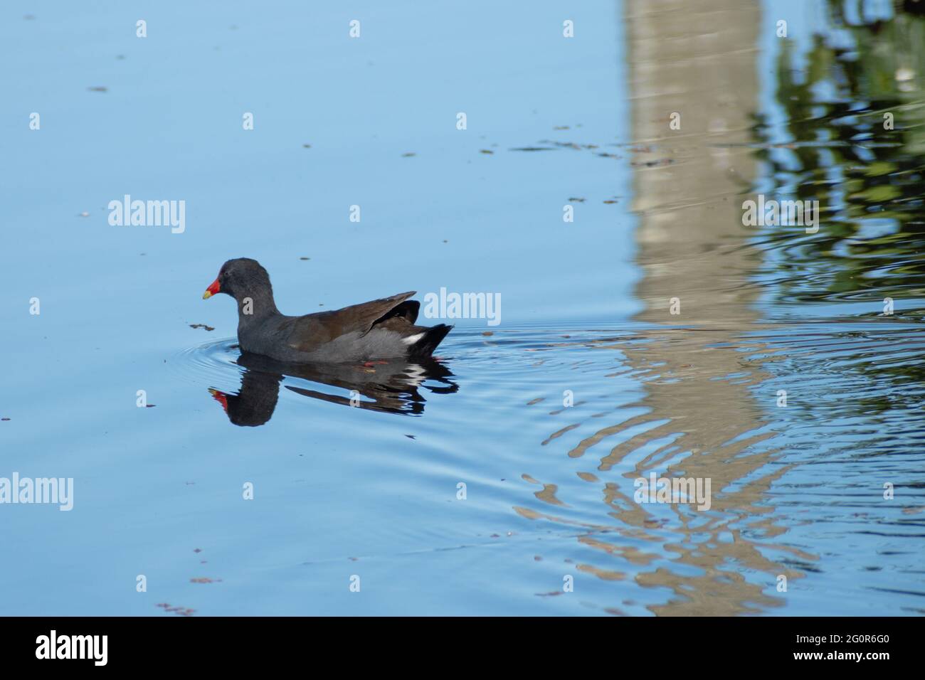 Moorhen (Gallinula tenebrosa) che nuotano in un lago del Queensland, Australia Foto Stock