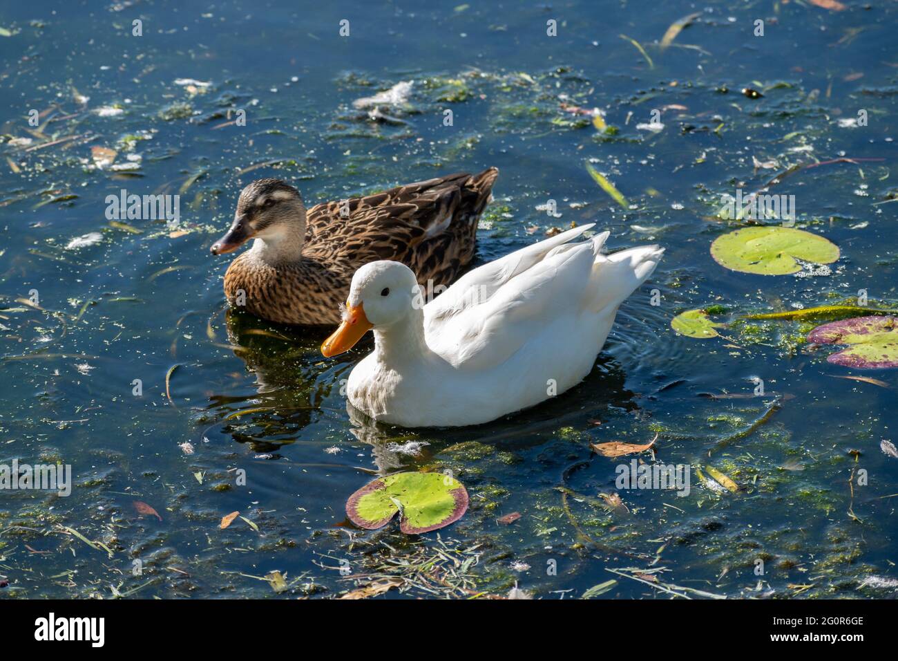 Anatra nera del Pacifico (Anas superciliosa) e anatra di zucca (anas platyrhynchos domesticus) su un lago nel Queensland, Australia Foto Stock
