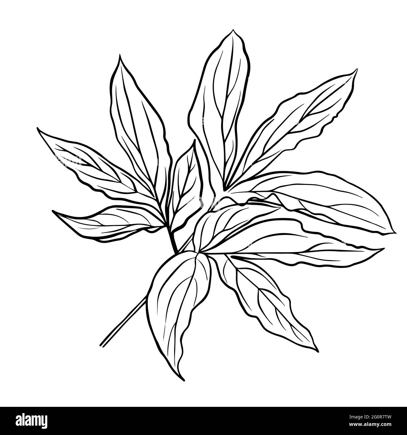 Contorni di foglie di pony. Clipart isolate dal vettore. Design botanico bianco e nero minimalista. Illustrazione Vettoriale