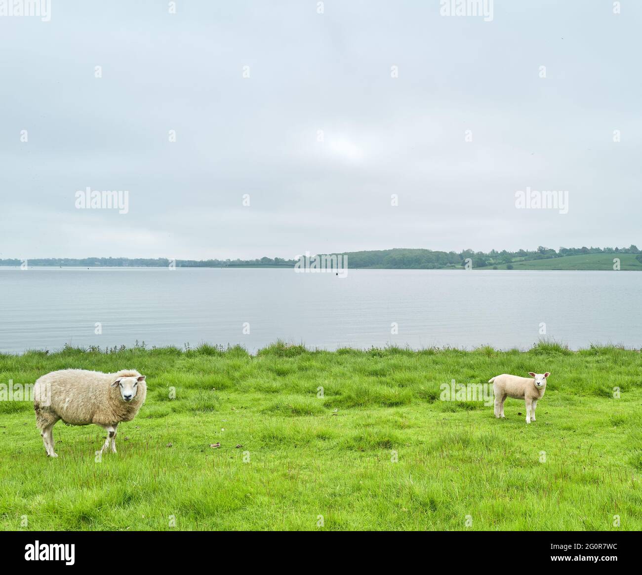 Agnello e pecora guardano sospettosamente ad un cameraman in un prato vicino ad un lago Foto Stock