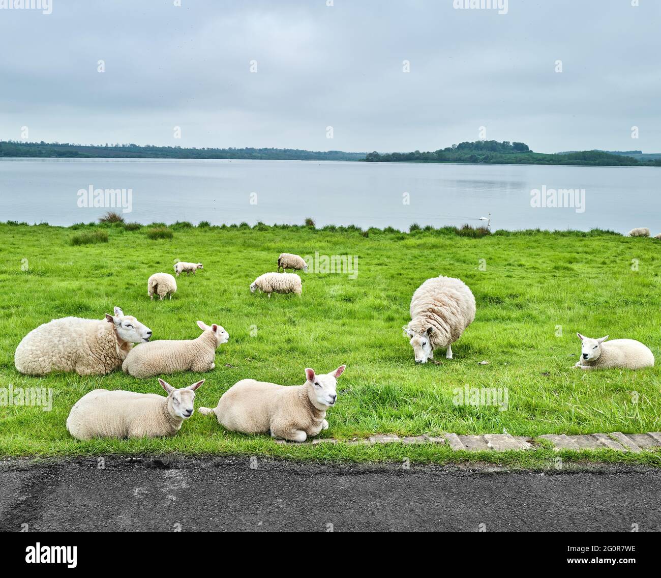 Le pecore si siedono e riposano o si levano e si nutrono sull'erba in un prato vicino ad un lago Foto Stock