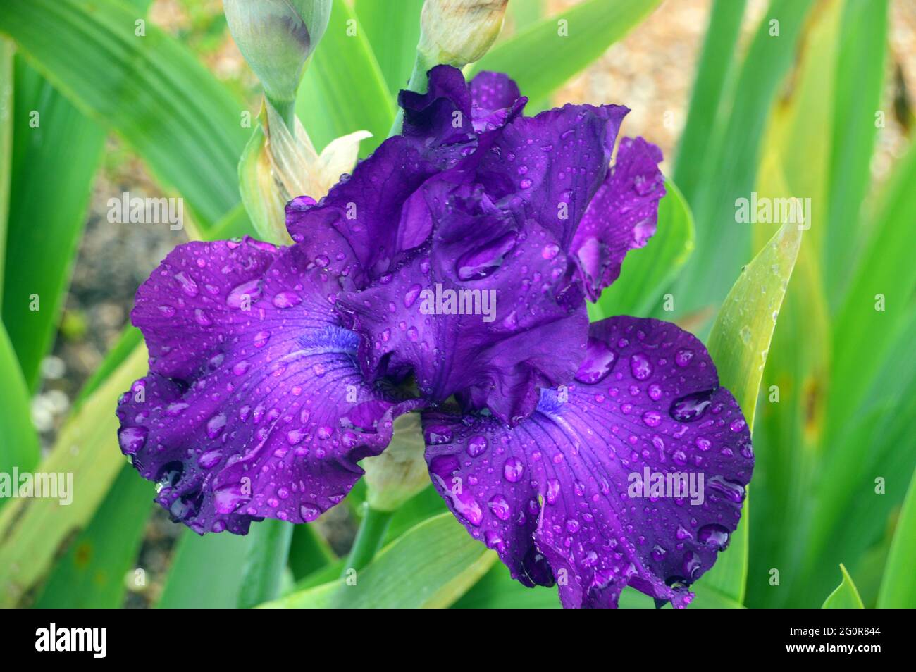 Raindrops su un Tall Dark Purple Bearded Iris 'Loyalist' in mostra al RHS Garden Bridgewater, Worsley, Greater Manchester, UK. Foto Stock