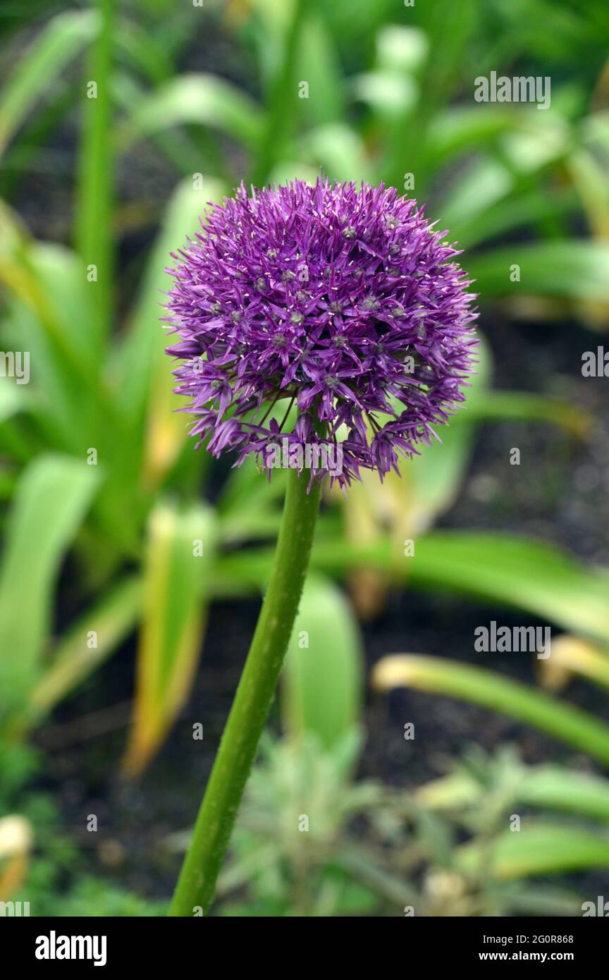 Single Tall Purple Globe Allium 'Beau Regard' Flower in esposizione al RHS Garden Bridgewater, Worsley, Greater Manchester, Regno Unito. Foto Stock