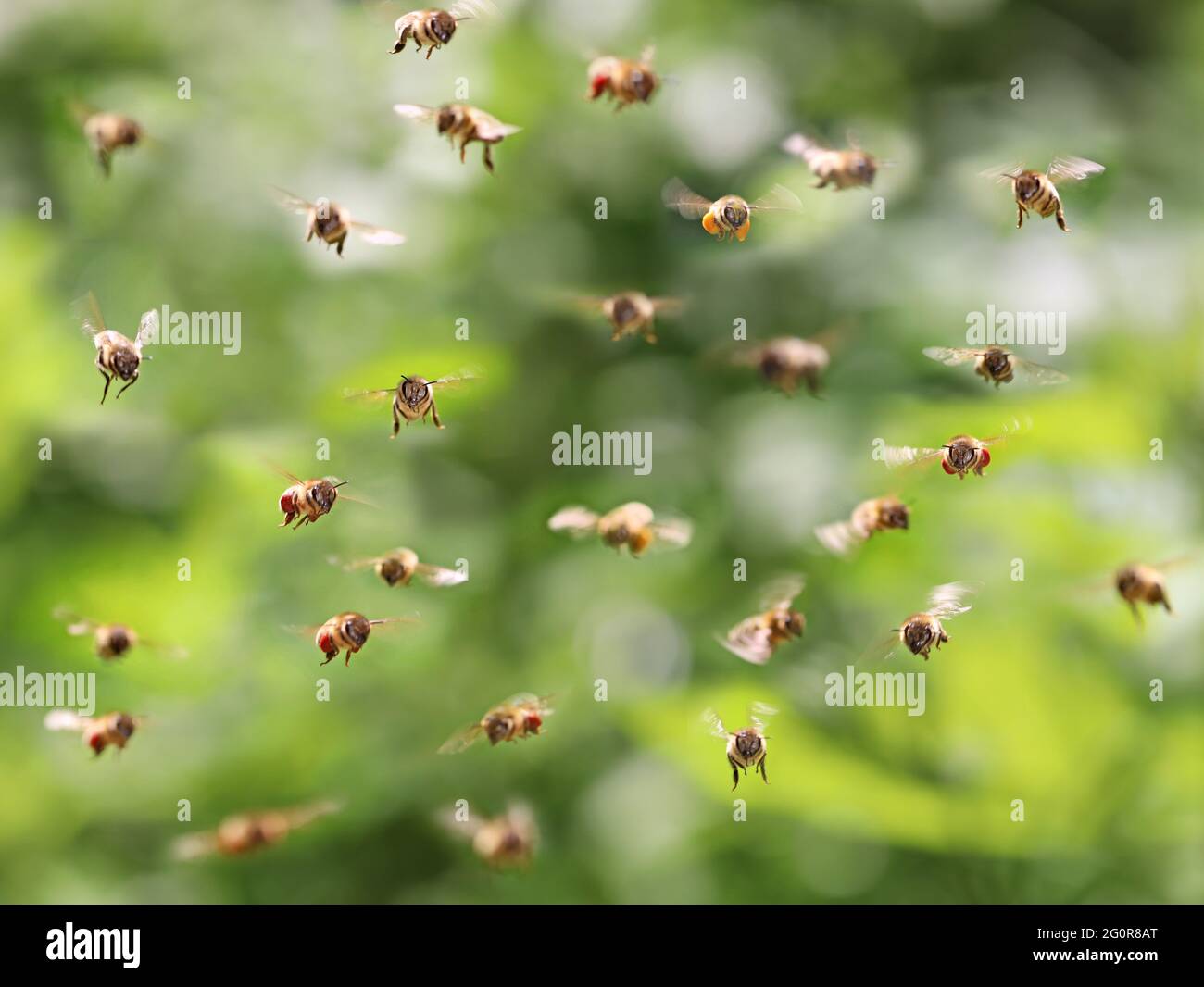 sciame di api in volo di fronte al bokeh foglia verde, volare api miele vista frontale Foto Stock