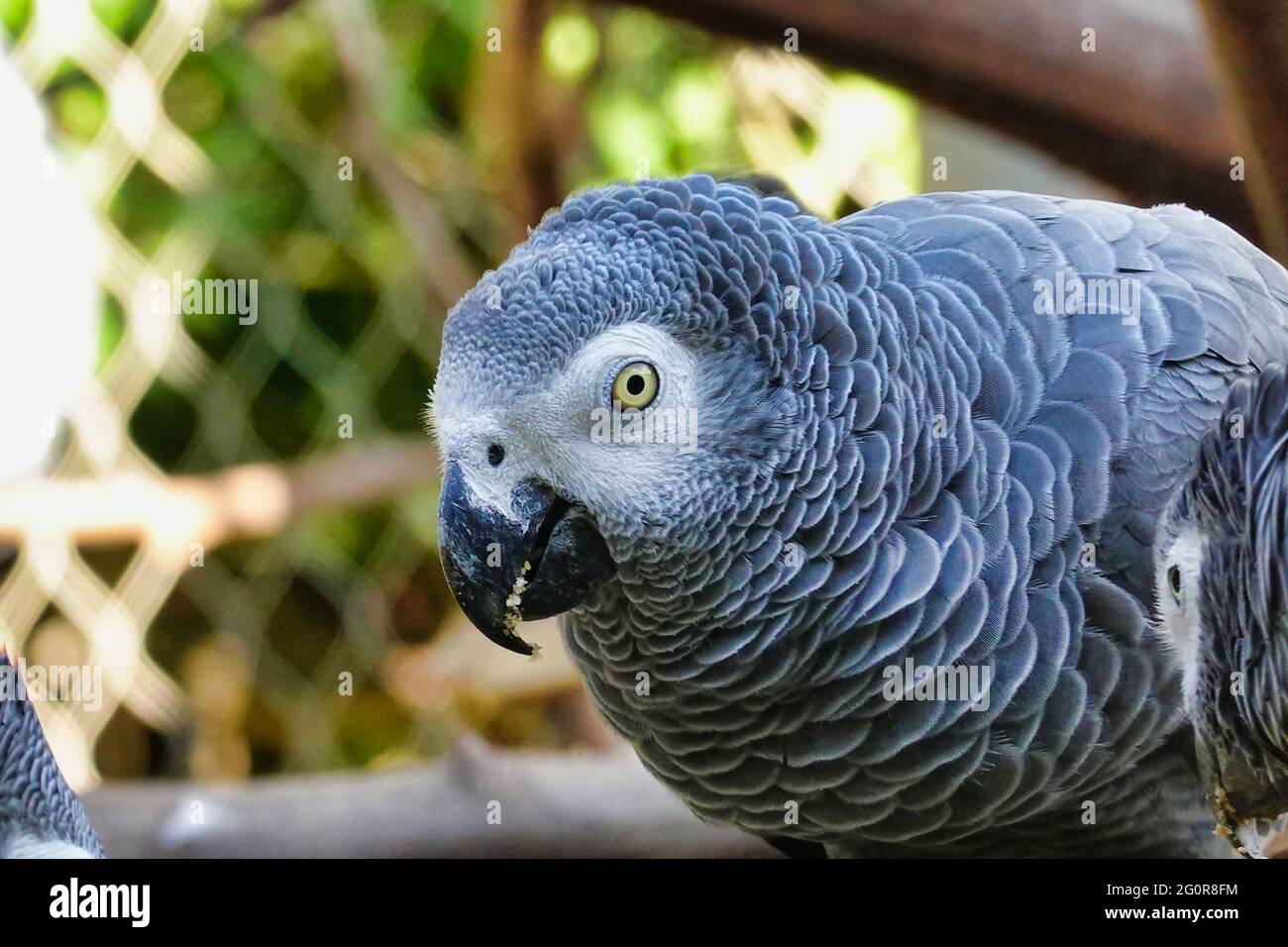 Primo piano di un bel Parrot Africano Grey guardando la fotocamera Foto Stock