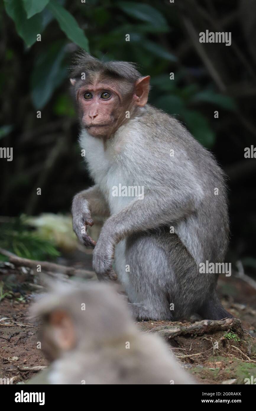Scimmie nelle colline di ooty Foto Stock