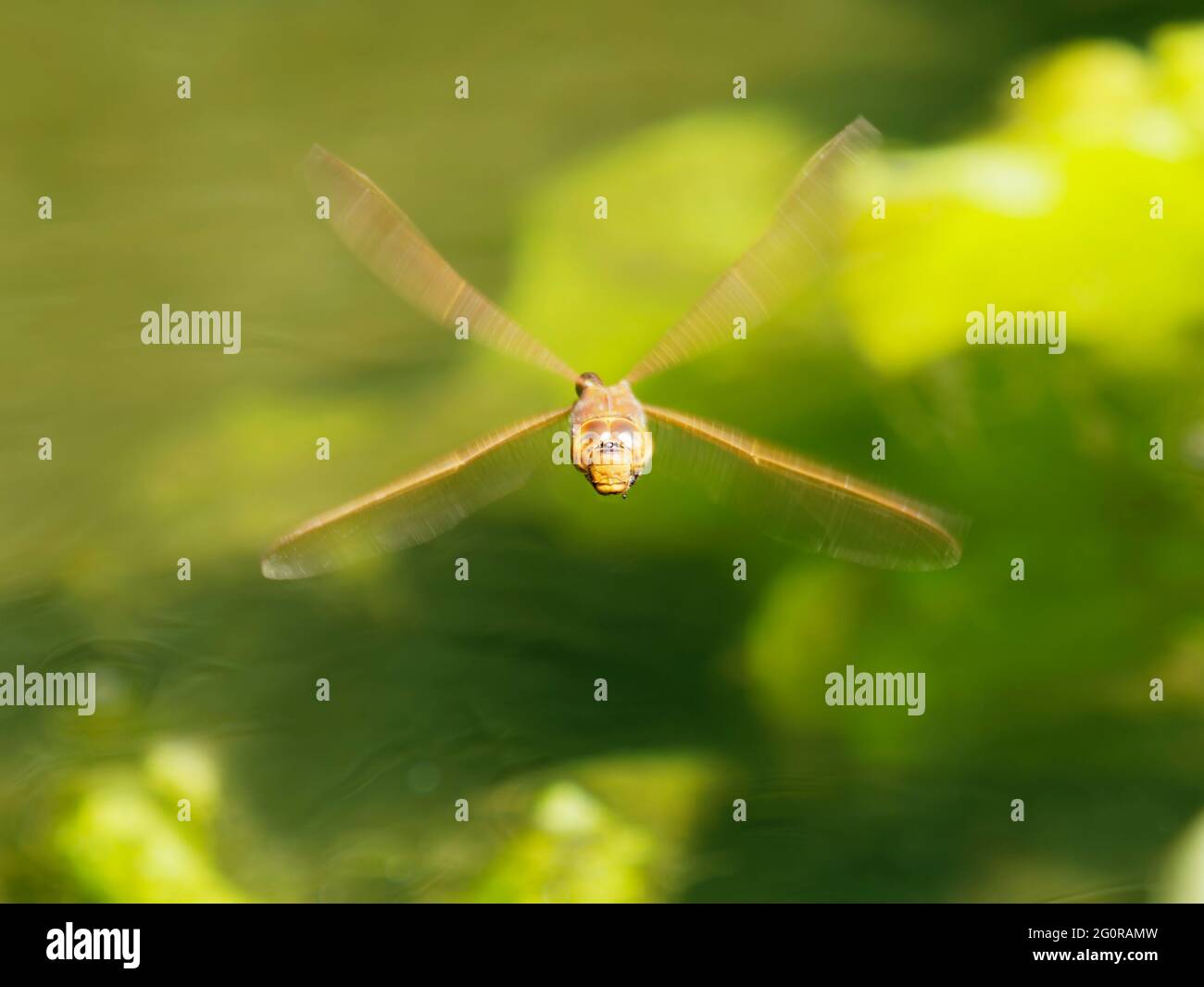 Brown Hawker Dragonfly - in volo Aeshna grandis Essex, UK IN001348 Foto Stock