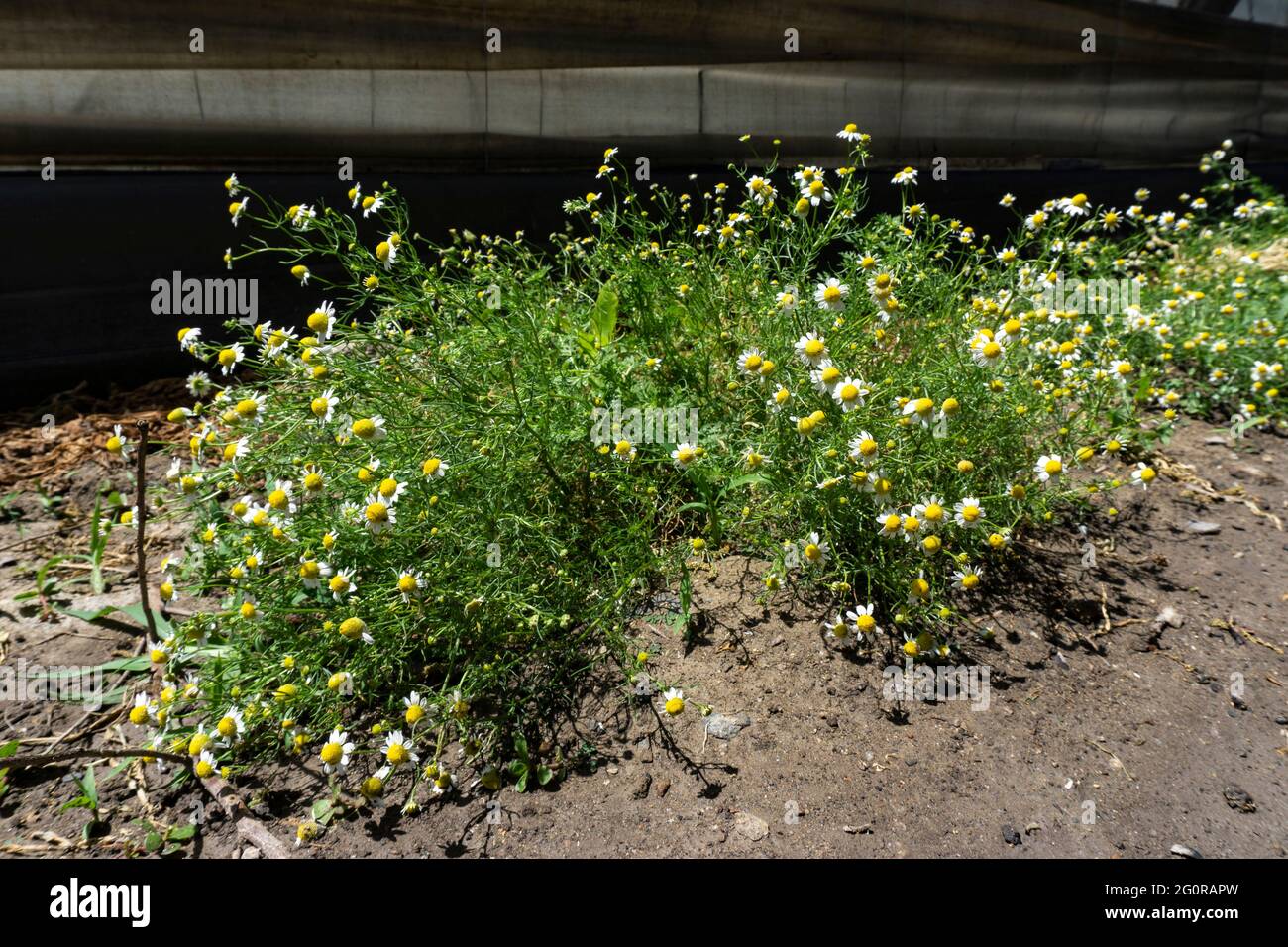 fioritura delle piante di camomilla nel frutteto Foto Stock
