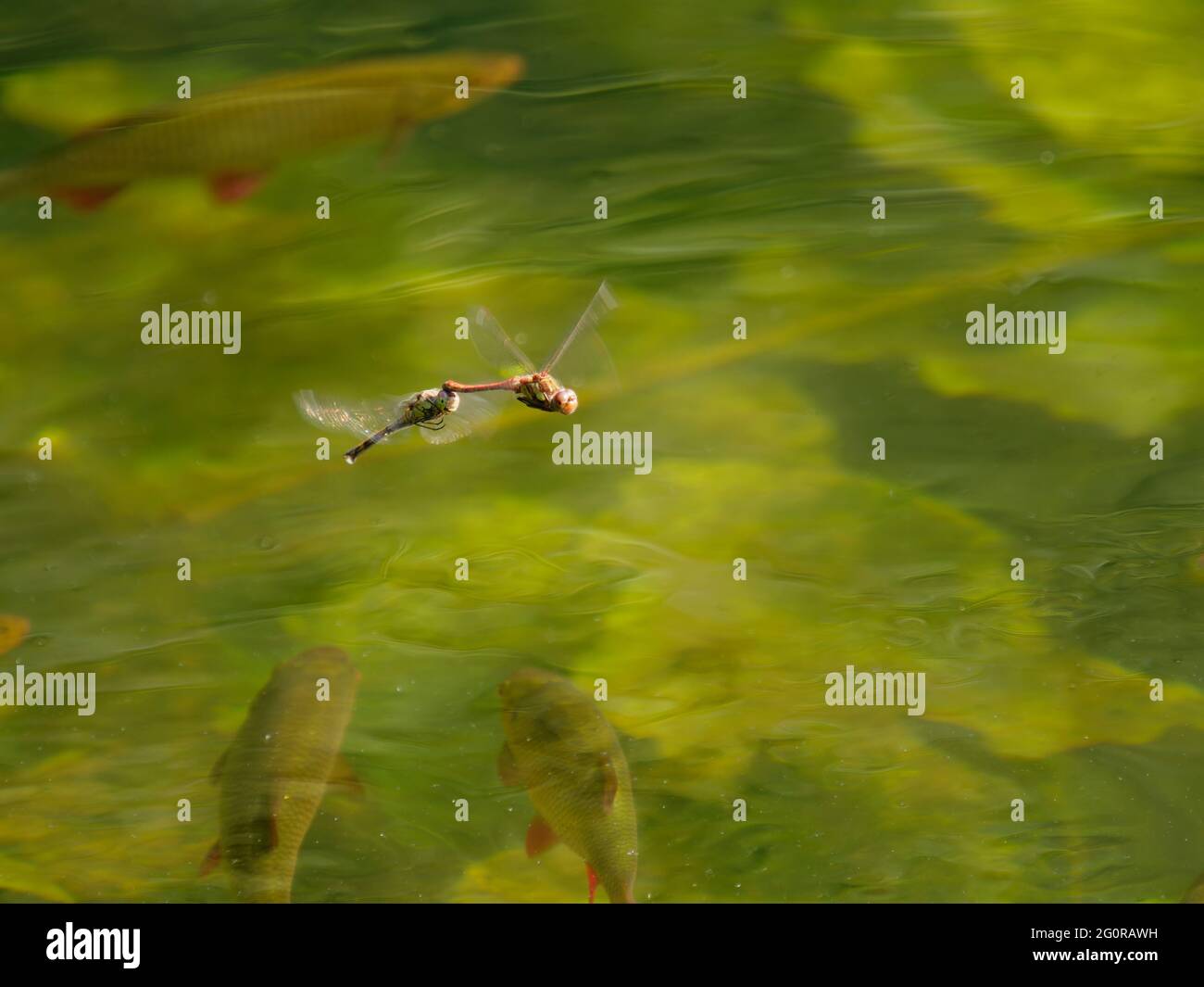 Darter comune - Coppia uovo posa in acqua Sympetrum nigrisScans Essex, UK IN001360 Foto Stock