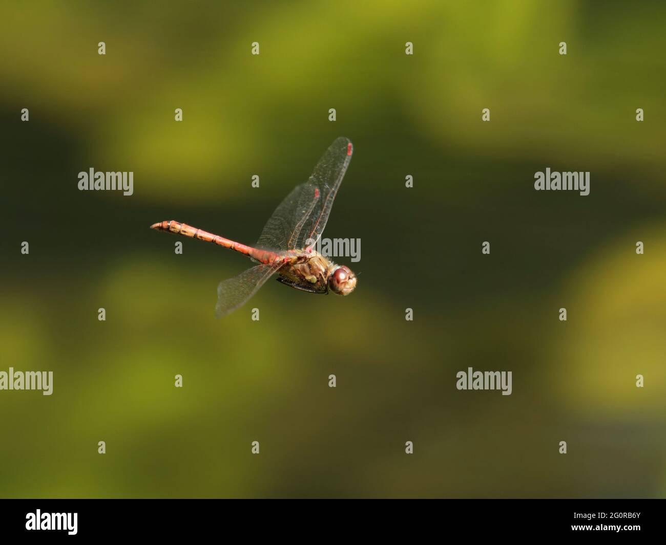 Darter comune - uomo in volo Sympetrum striolatum Essex, UK IN001385 Foto Stock