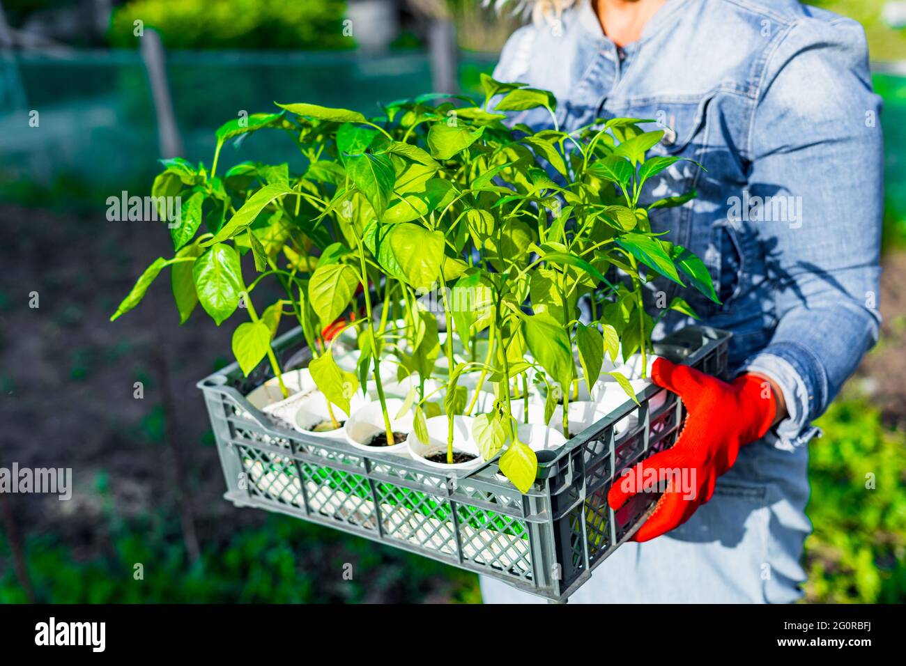 Scatola con germogli di pepe pronti per la semina nelle mani di una donna. Piantine di primavera. Cura della pianta. Annaffiatura e trapiantando verdure su un complotto personale. Foto Stock
