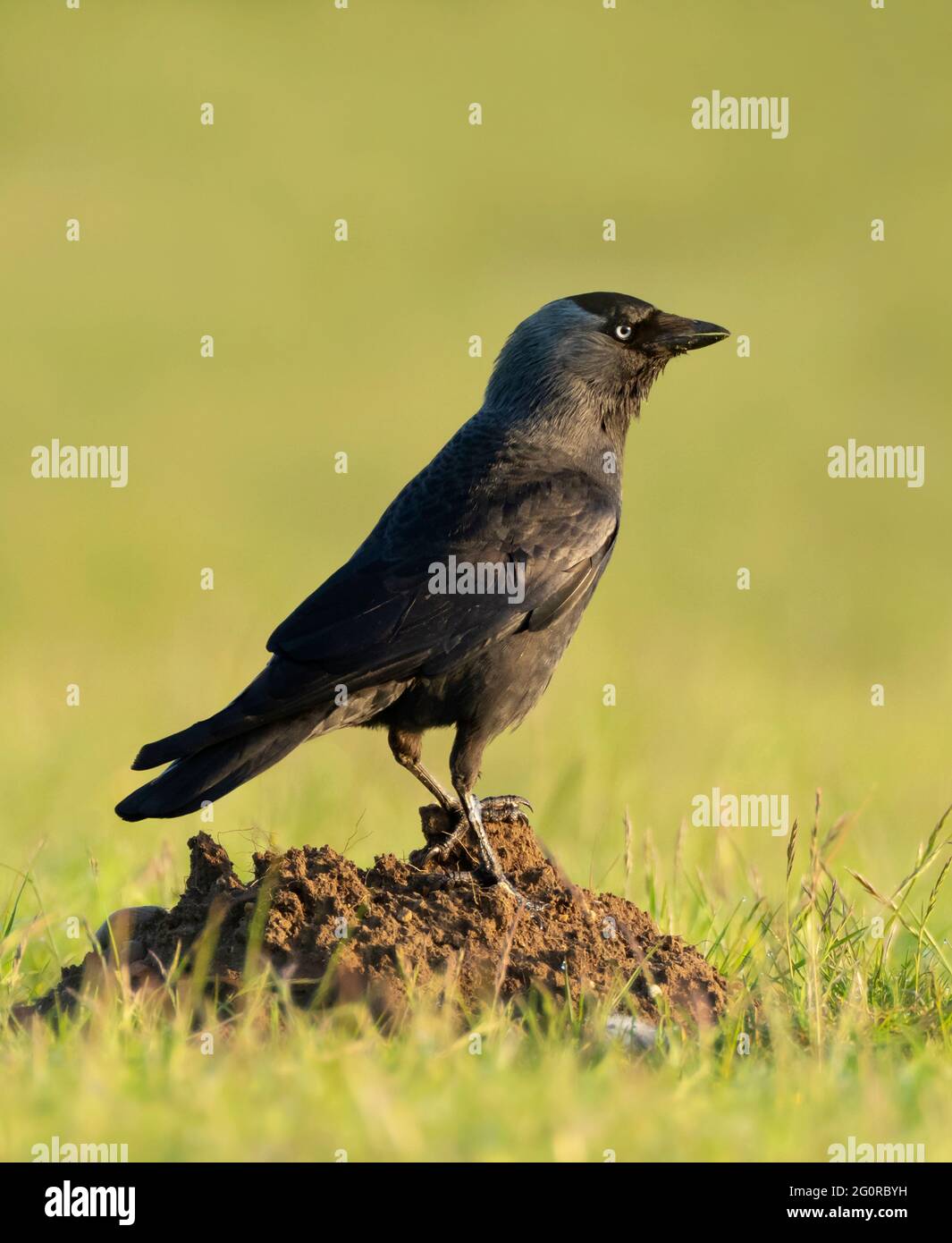 Un Jackdaw (Corvus monidula) che si erge sulla cima di una collina mole, Norfolk Foto Stock