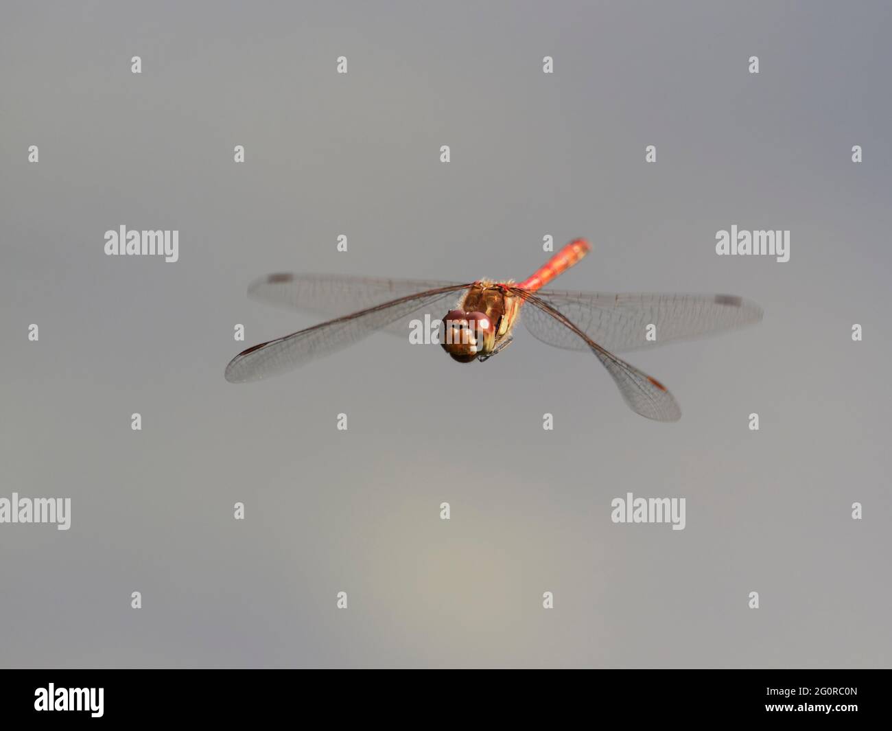 Darter Dragonfly comune - uomo in volo Sympetrum striolatum Essex, UK IN001425 Foto Stock