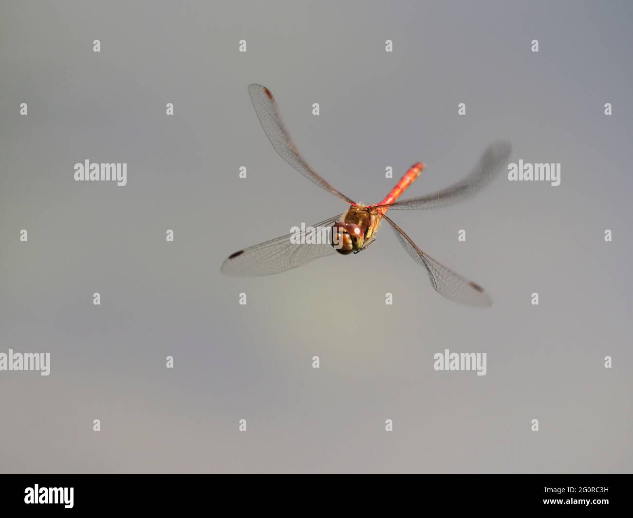 Darter Dragonfly comune - uomo in volo Sympetrum striolatum Essex, UK IN001432 Foto Stock
