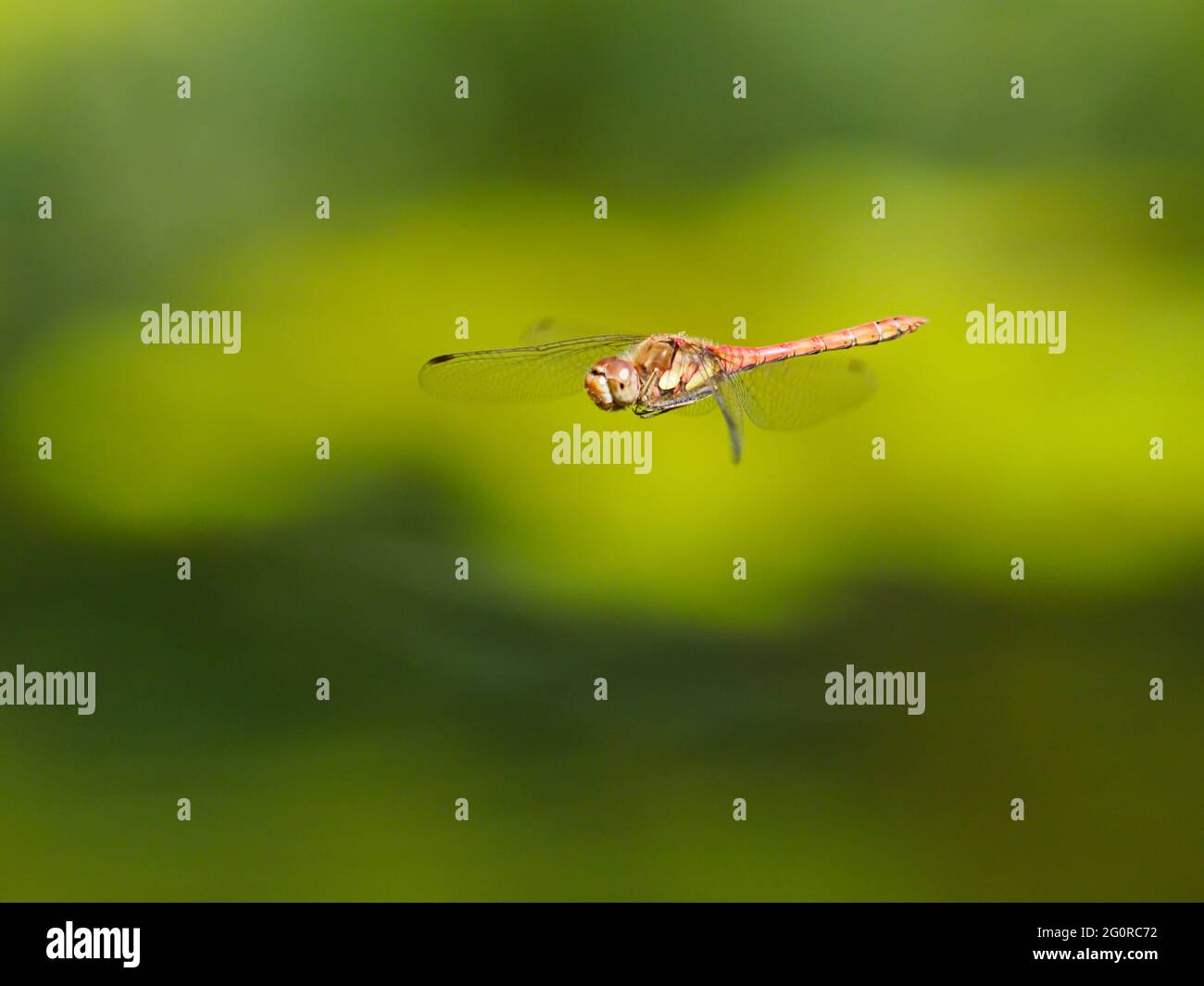 Darter Dragonfly comune - uomo in volo Sympetrum striolatum Essex, UK IN001445 Foto Stock
