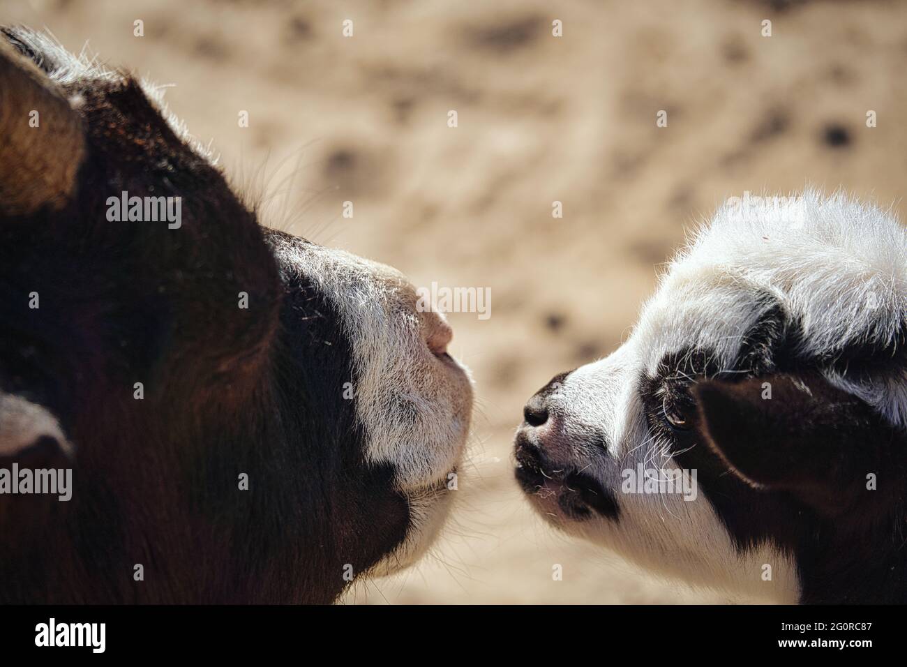 Capre sono animali di fattoria. Sono interessanti da guardare, soprattutto se sono animali giovani Foto Stock