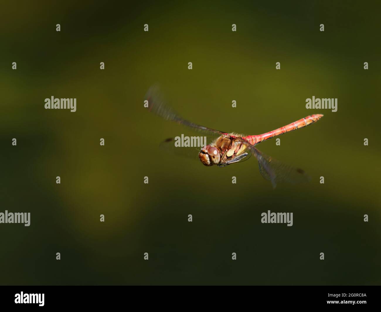 Darter Dragonfly comune - uomo in volo Sympetrum striolatum Essex, UK IN001448 Foto Stock