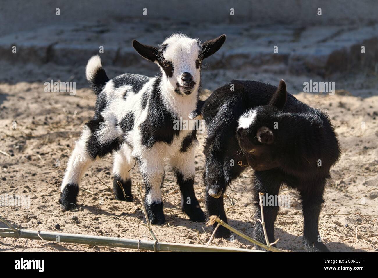 Capre sono animali di fattoria. Sono interessanti da guardare, soprattutto se sono animali giovani Foto Stock