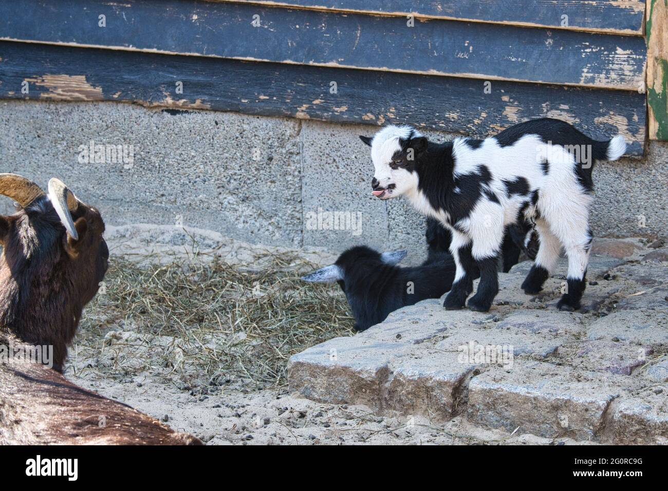 Capre sono animali di fattoria. Sono interessanti da guardare, soprattutto se sono animali giovani Foto Stock