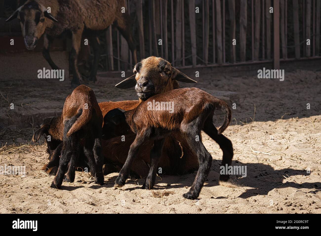 Capre sono animali di fattoria. Sono interessanti da guardare, soprattutto se sono animali giovani Foto Stock