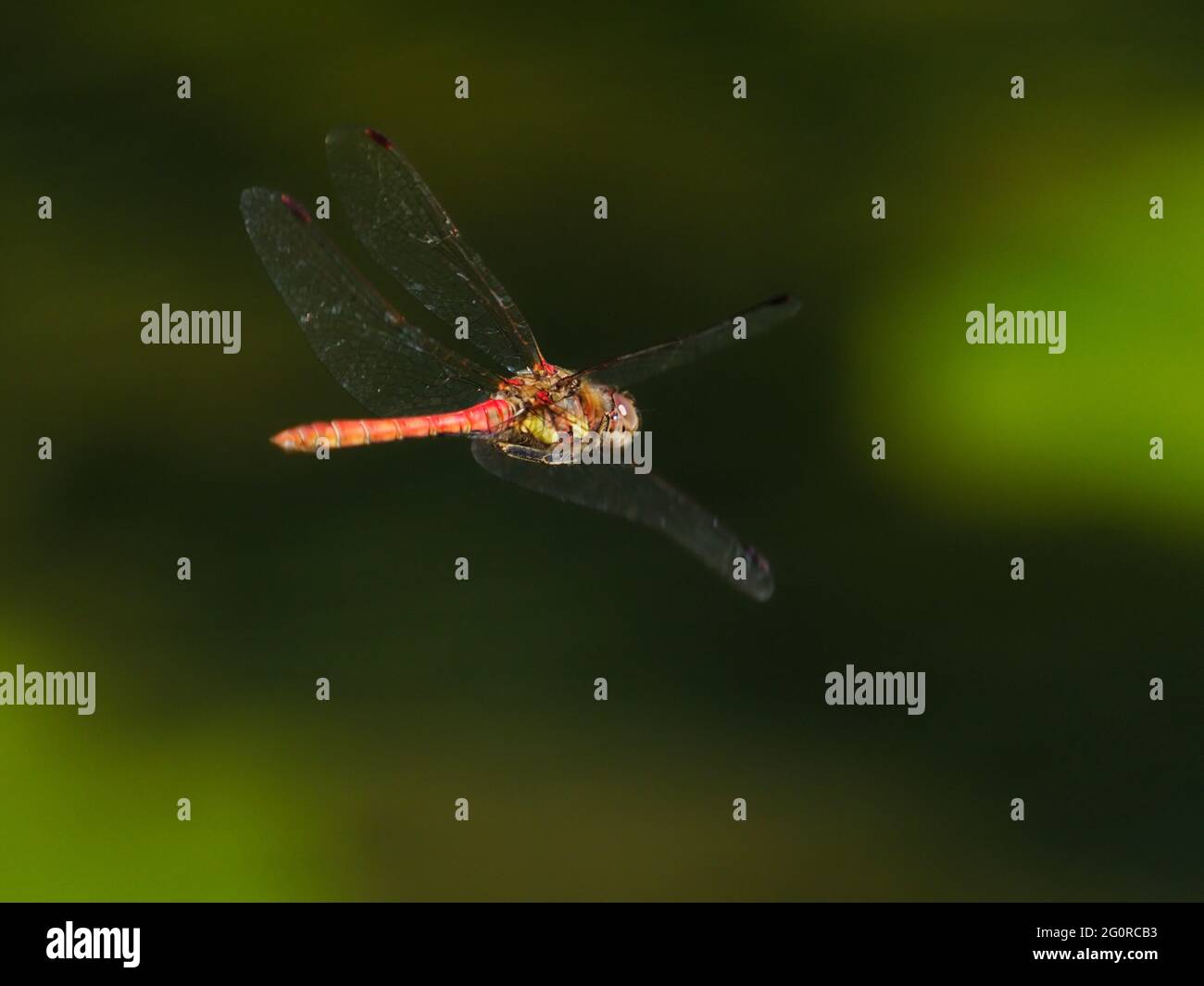 Darter Dragonfly comune - uomo in volo Sympetrum striolatum Essex, UK IN001449 Foto Stock