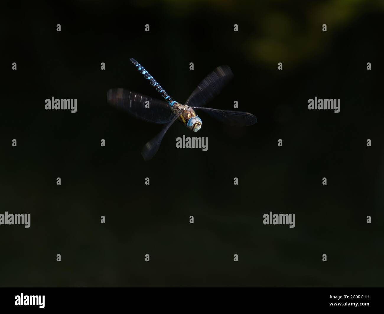 Migrant Hawker Dragonfly - maschio in volo Aeshna mixta Essex, UK IN001463 Foto Stock
