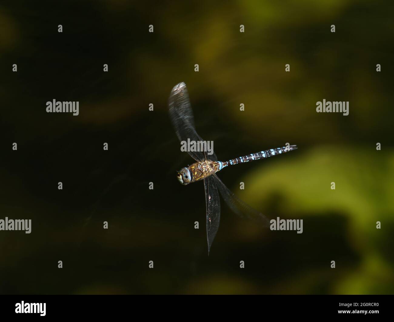 Migrant Hawker Dragonfly - maschio in volo Aeshna mixta Essex, UK IN001468 Foto Stock