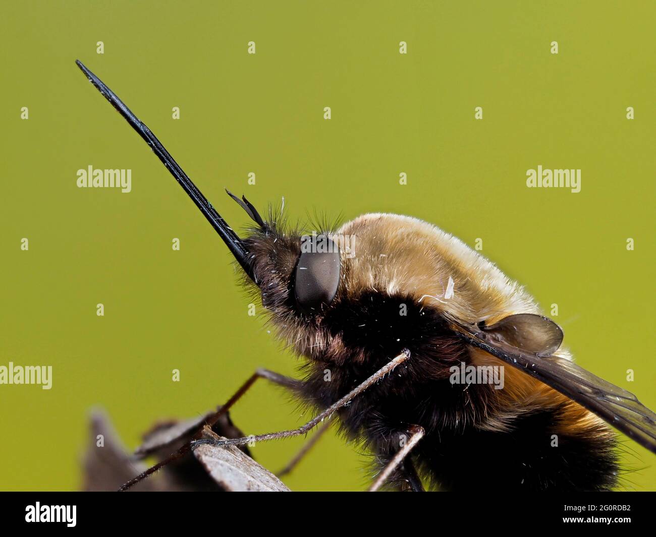 Bee Flies o Humbleflies (Bomblyius Major) Kent UK, fuoco accatastato, importanti pollinatori primaverili, larve sono generalmente parassitoidi di altri insec Foto Stock