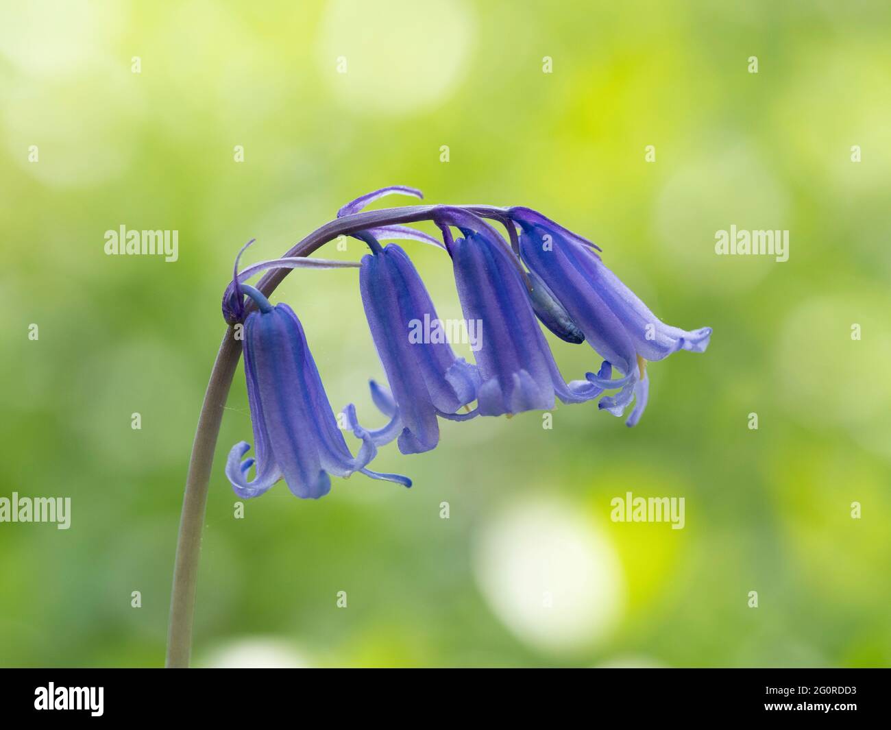 Bluebell (Hyacinthoides non-scripta) East Blan Woodlands, Kent UK, nativo, Foto Stock