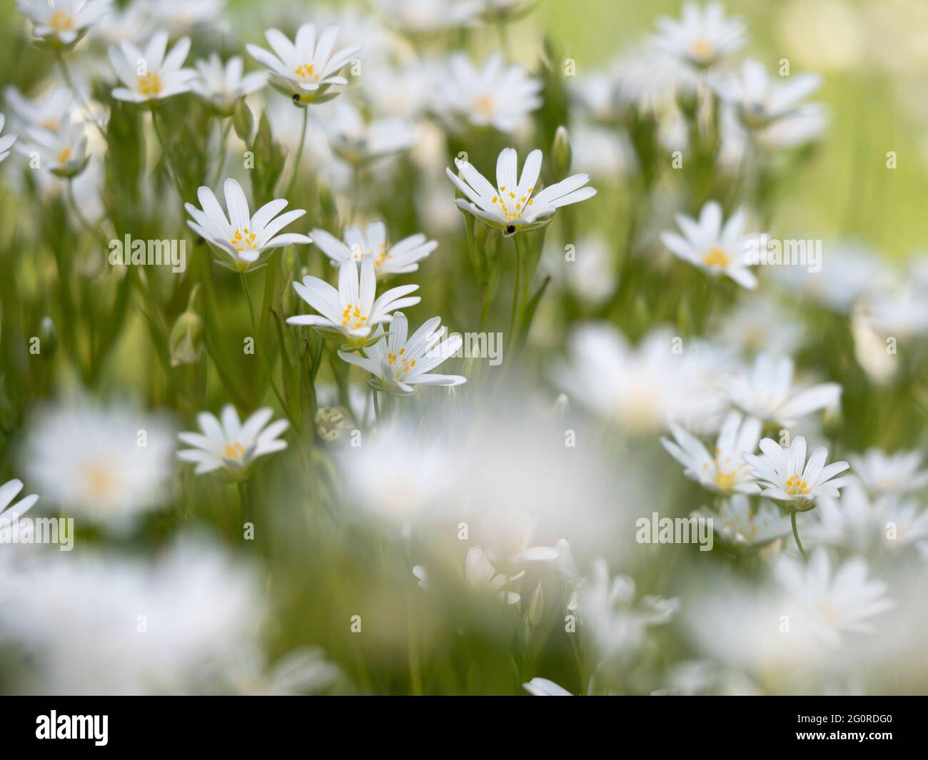 Greater Stitchwort (Rabelera hologea) East Blan Woodlands, Kent, UK, Stacked Focus, fiori vicini insieme Foto Stock