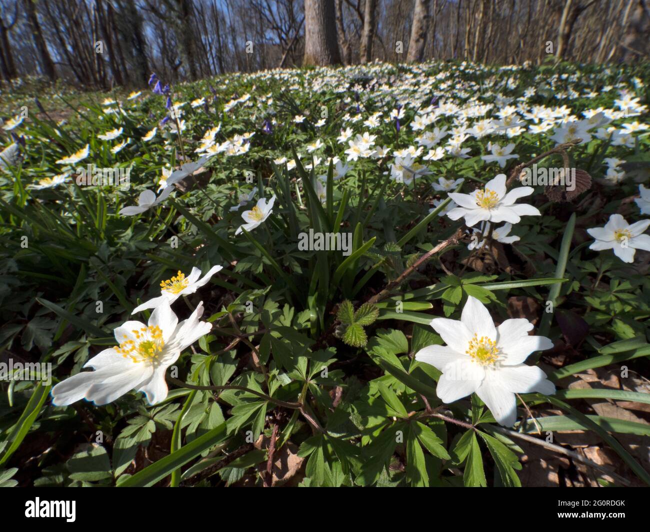 Legno Anemone Flower, (Anemonides nemorosa), Easy Woodlands, Kent UK, grandangolo con tappeto di fiori Foto Stock