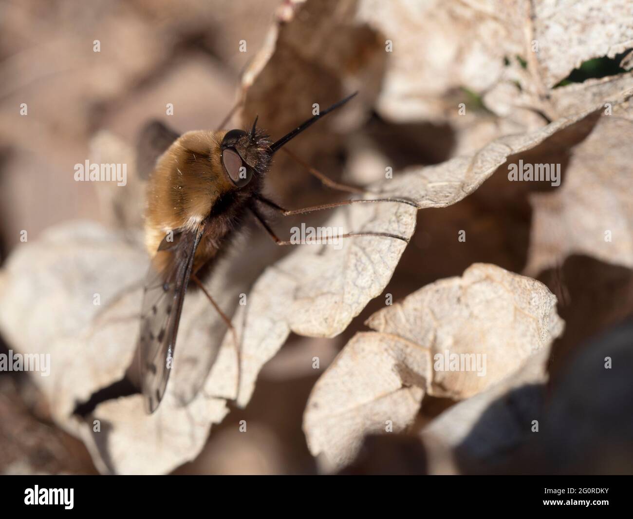 Bee Flies o Humbleflies (Bomblyius Major) Easy Woodlands, Kent UK, che riposa su foglie cadute, camuffato, importanti pollinatori primaverili, larve Foto Stock
