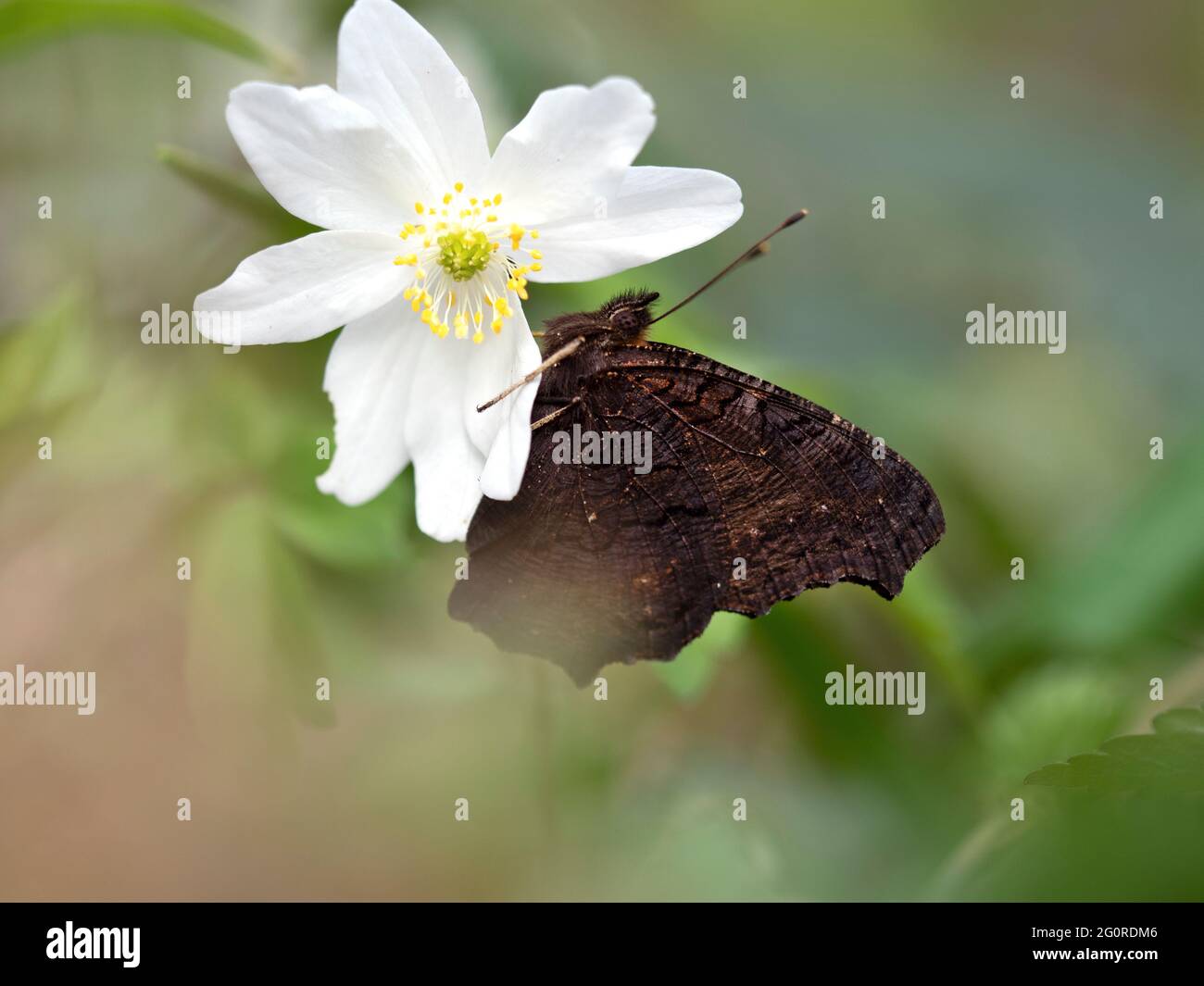 Wood Anemone Flower, (Anemonides nemorosa), con Peacock Butterfly Rental, (Inachis io) Easy Woodlands, Kent UK, Foto Stock