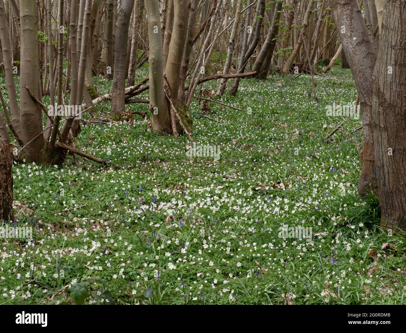 Legno Anemone Flower, (Anemonides nemorosa), Easy Woodlands, Kent UK, grandangolo con tappeto di fiori Foto Stock