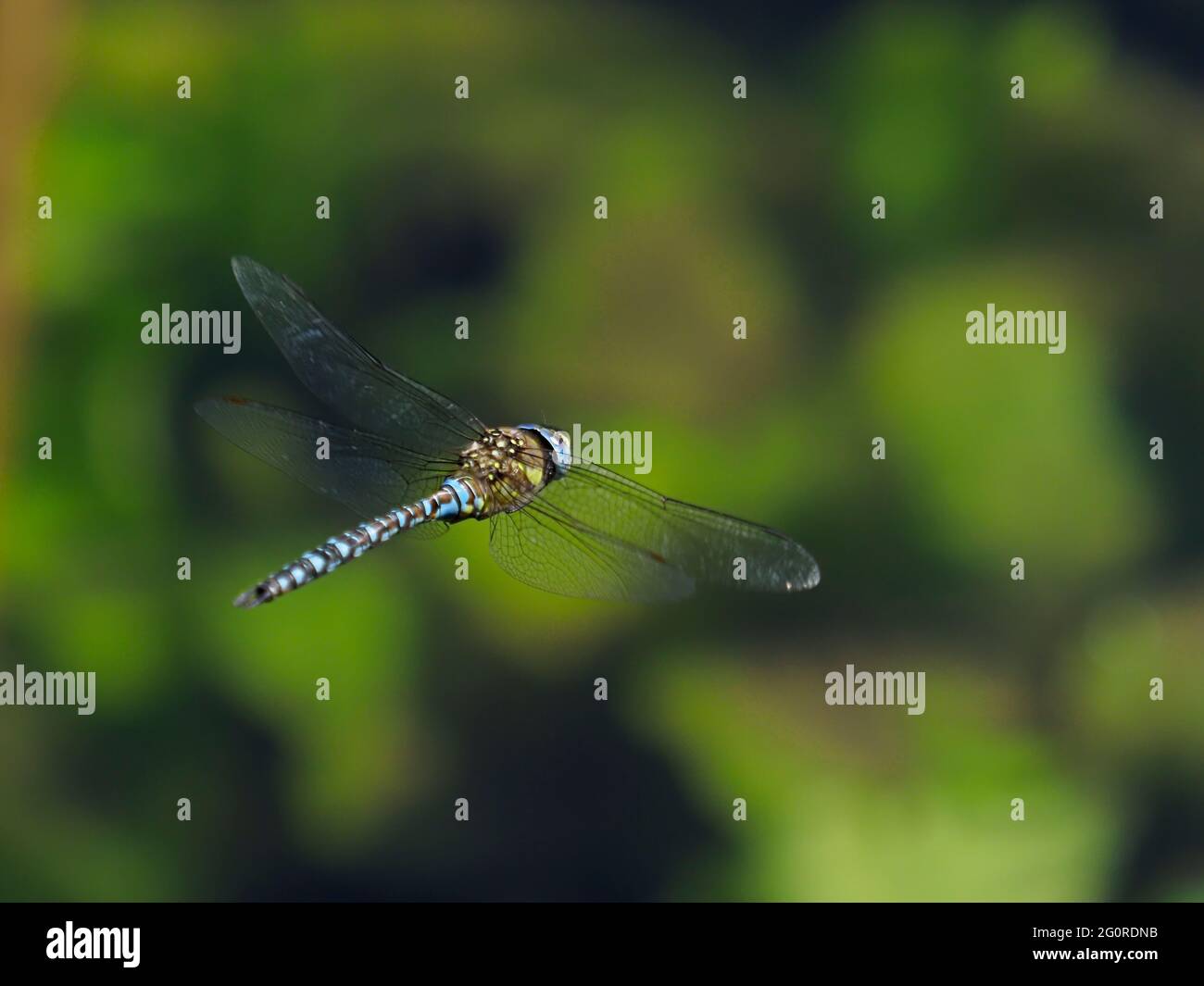 Migrant Hawker Dragonfly - maschio in volo Aeshna mixta Essex, UK IN001483 Foto Stock