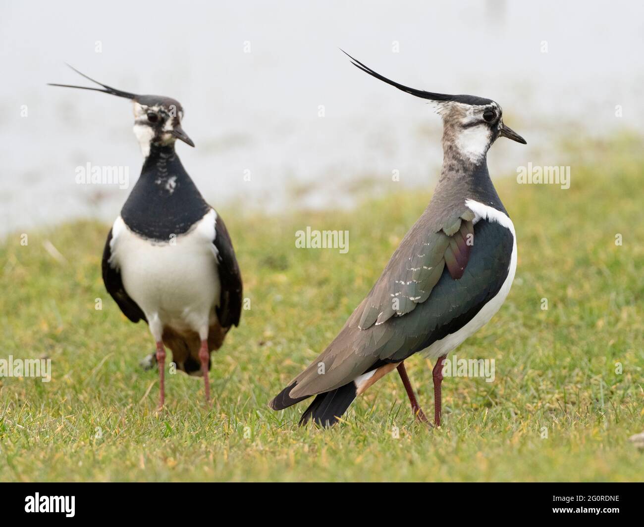 Lapwings (Vanellus vanellus), due maschi insieme comportamento territoriale, in piedi alto e cresta allevato, Elmley Nature Reserve, Kent UK Foto Stock