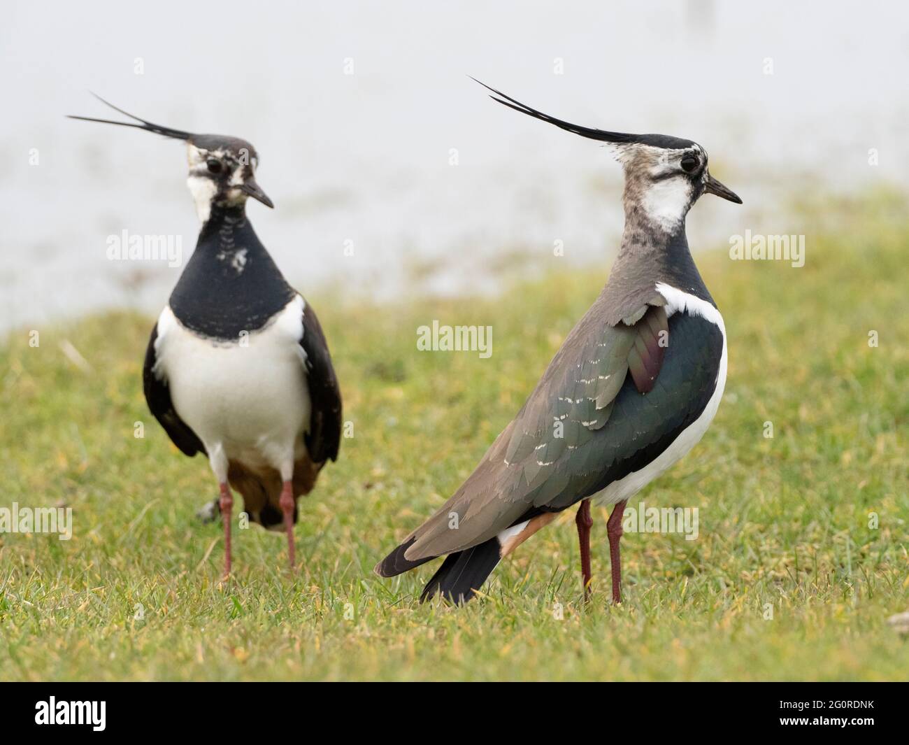 Lapwings (Vanellus vanellus), due maschi insieme comportamento territoriale, in piedi alto e cresta allevato, Elmley Nature Reserve, Kent UK Foto Stock