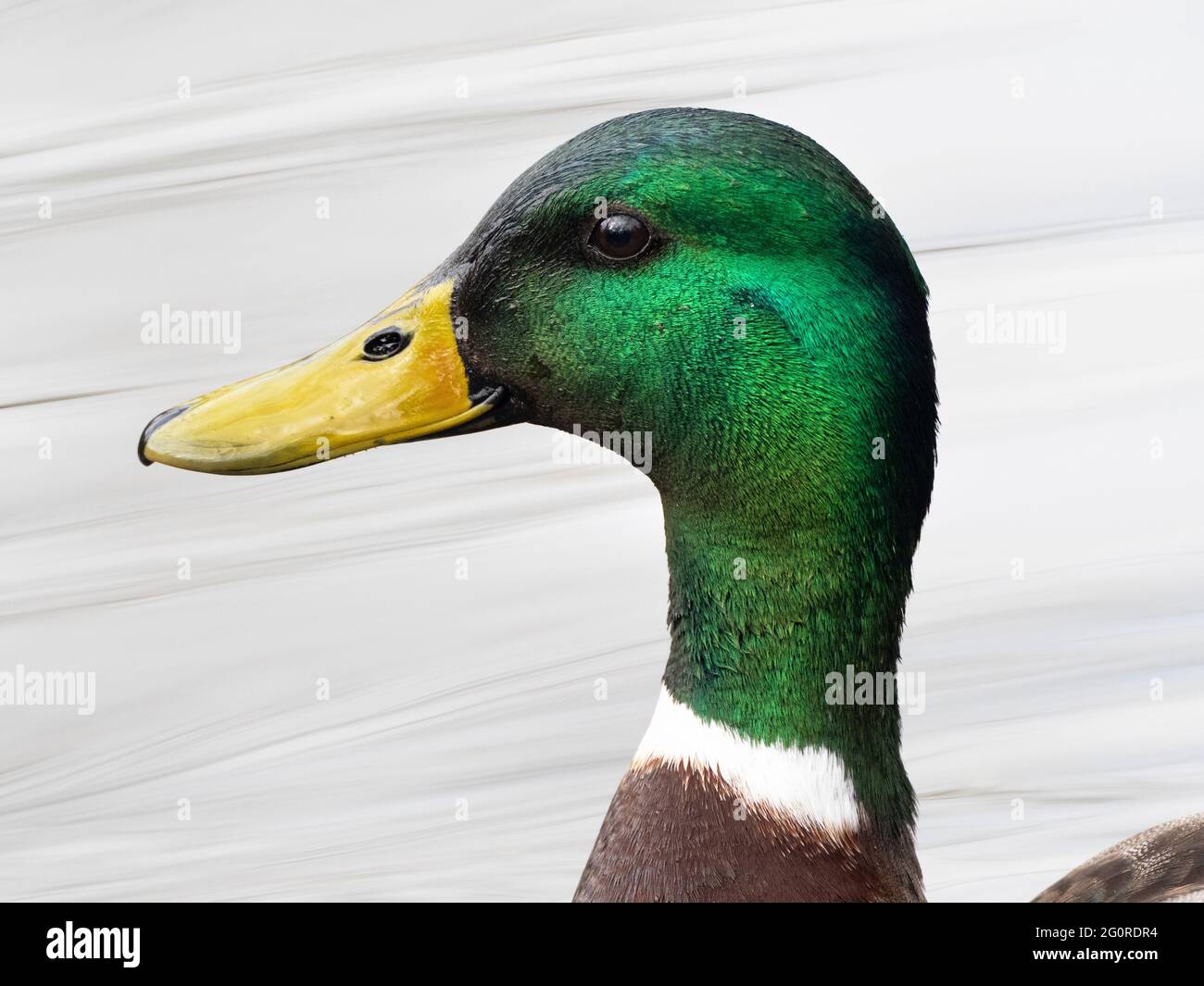 Maschio Mallard Duck (Anas platyrhynchos), Kent UK, primo piano di faccia Foto Stock