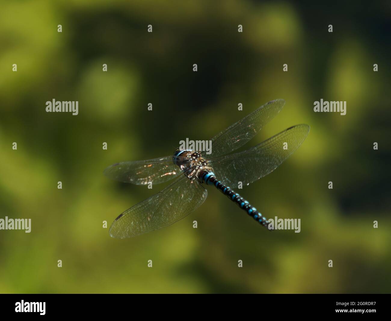 Migrant Hawker Dragonfly - maschio in volo Aeshna mixta Essex, UK IN001518 Foto Stock