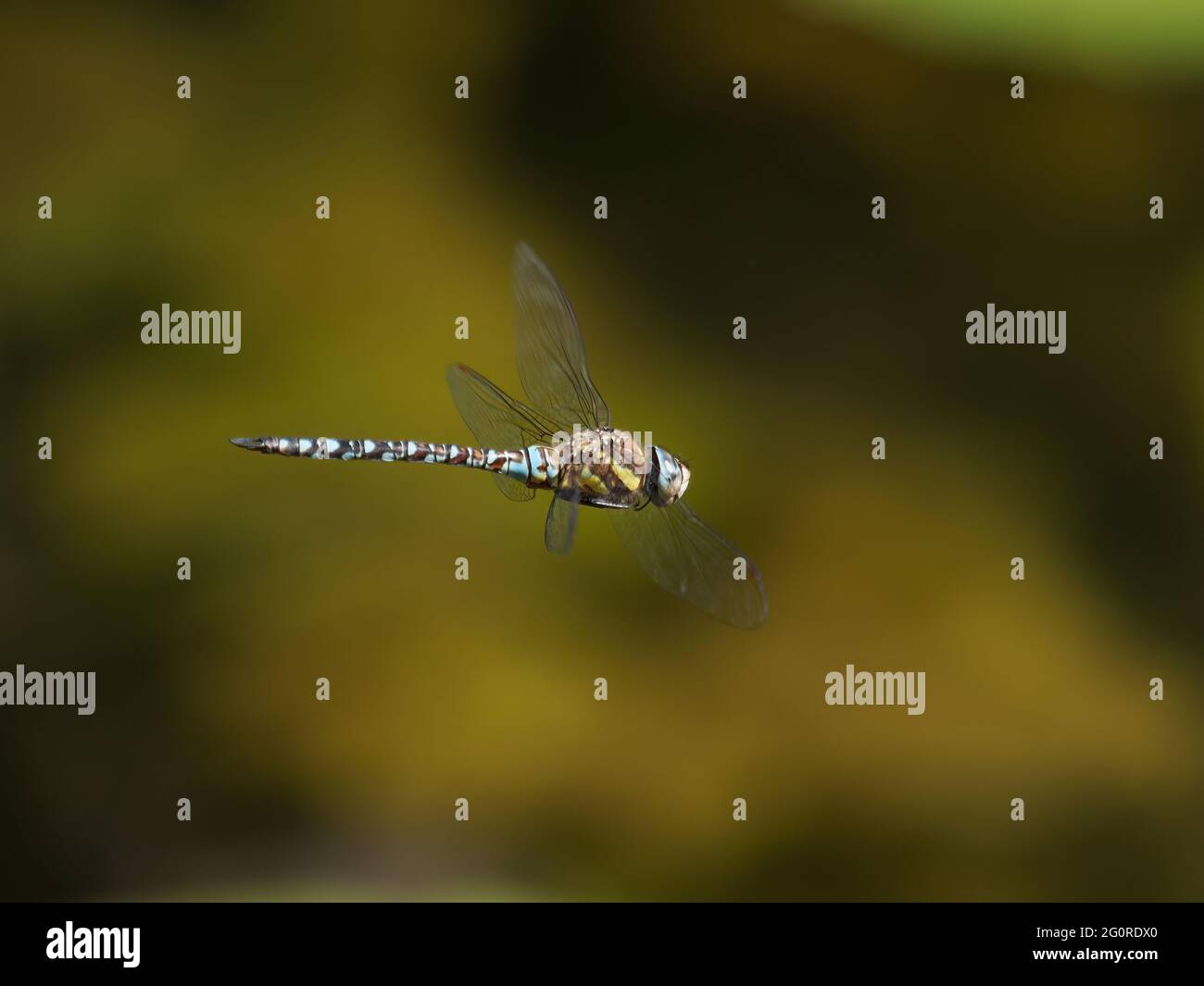 Migrant Hawker Dragonfly - maschio in volo Aeshna mixta Essex, UK IN001526 Foto Stock