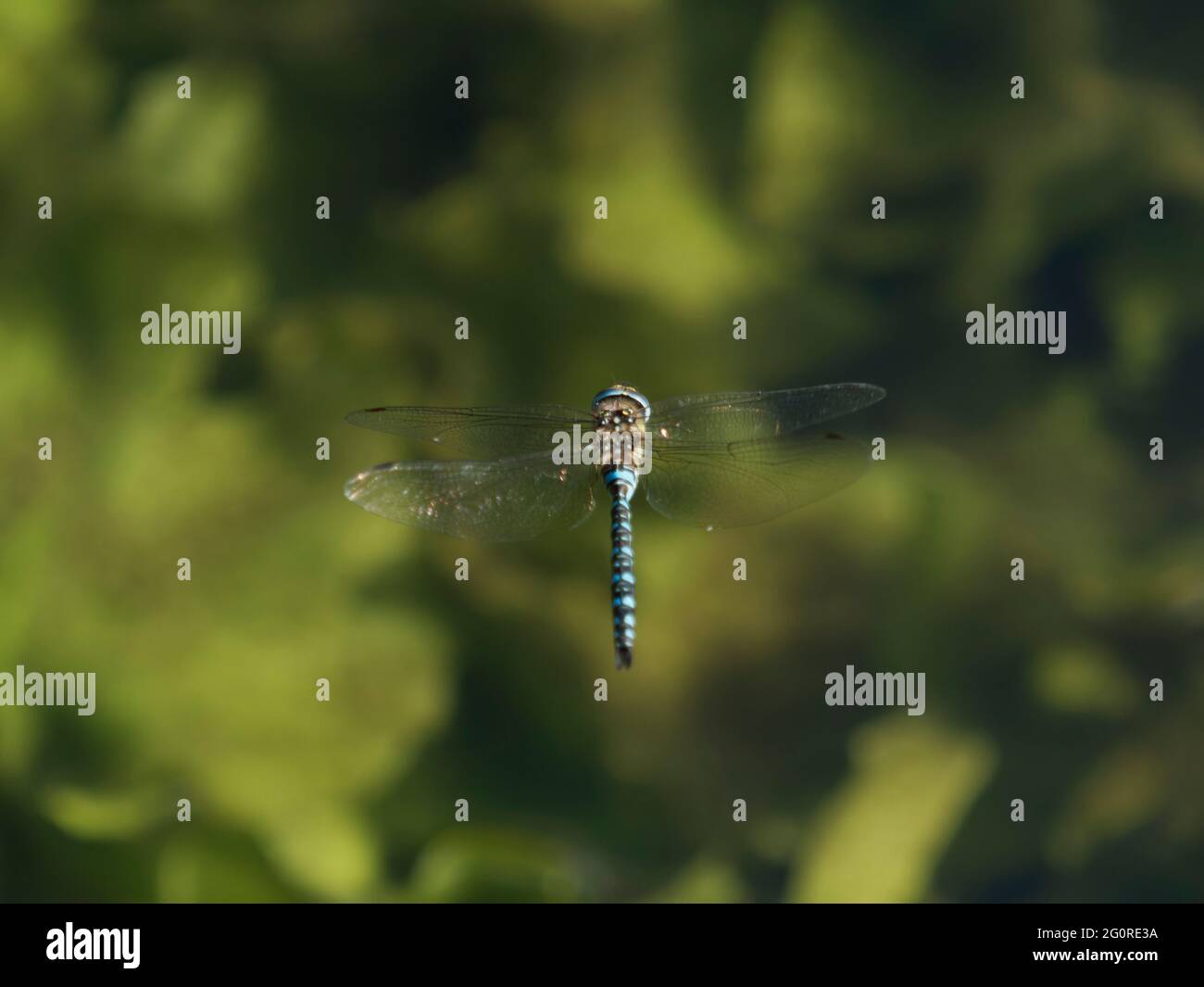 Migrant Hawker Dragonfly - maschio in volo Aeshna mixta Essex, UK IN001597 Foto Stock
