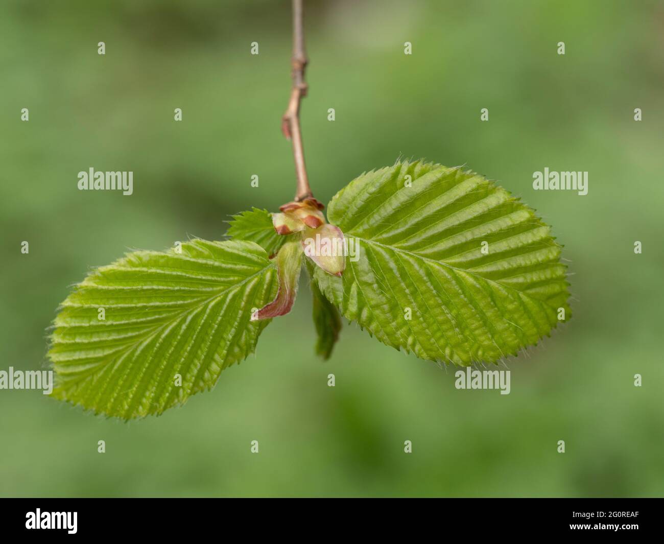 Foglia di carpino (Carpinus betulus) Queensdown Warren Kent Wildlife Trust, Kent UK, primo piano di foglie appena emerse Foto Stock