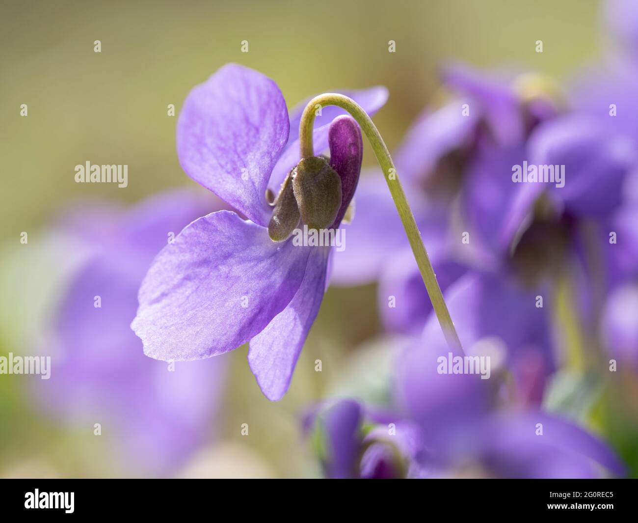 Common Dog Violet (Viola riviniana) Queensdown Warren Kent Wildlife Trust, Kent UK, fiore testa primo piano con petali, retroilluminazione Foto Stock