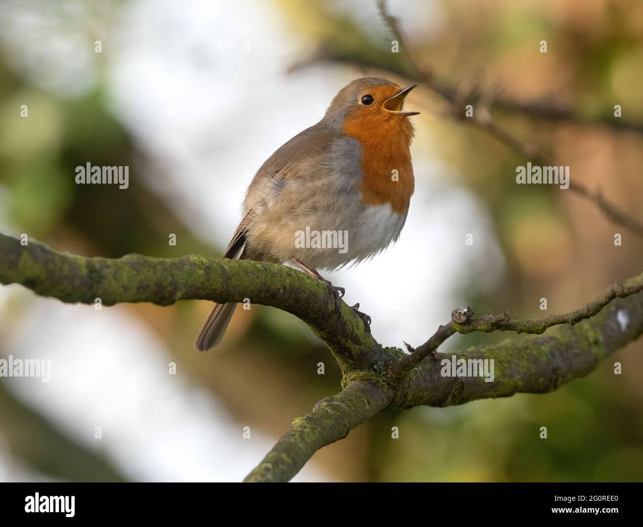 Robin (Erithacus rubecula) Ramsgate, Kent UK, cantando in albero, la mattina presto Foto Stock