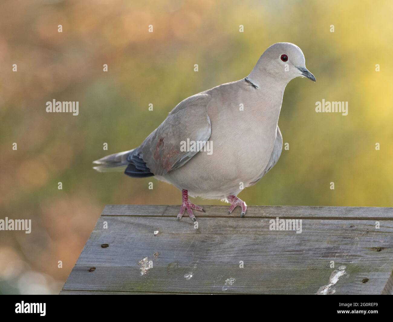 Collard dove (Steptopelia decaocto) Ramsgate, Kent UK, sul tavolo degli uccelli Foto Stock