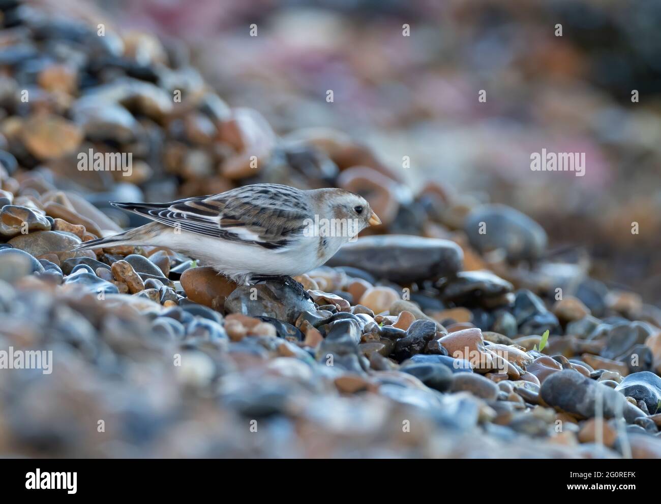 Snow Bunting (Plecreophenax nivalis) Reculver, Kent immigrato Regno Unito a South East Coast, foraging su singola spiaggia Foto Stock