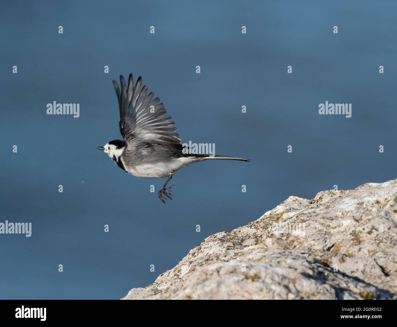 Pied Wagtail (Motacilla alba ssp yarellii), Reculver, Kent UK, in volo che decollava dalla parete rocciosa Foto Stock