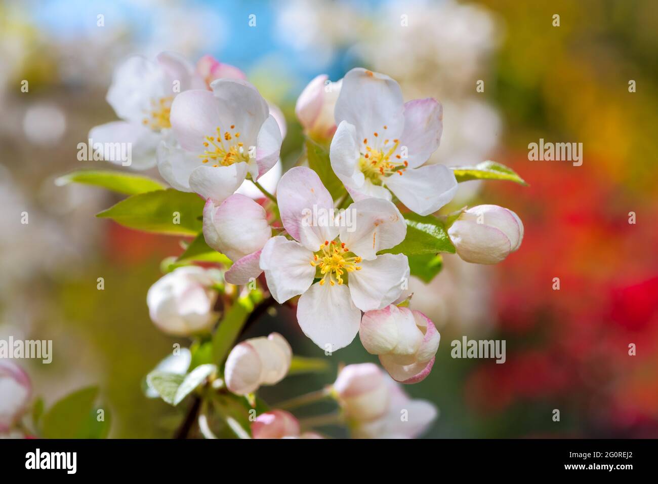 Primavera - albero di mele fiorito con fiori bianchi. Foto Stock