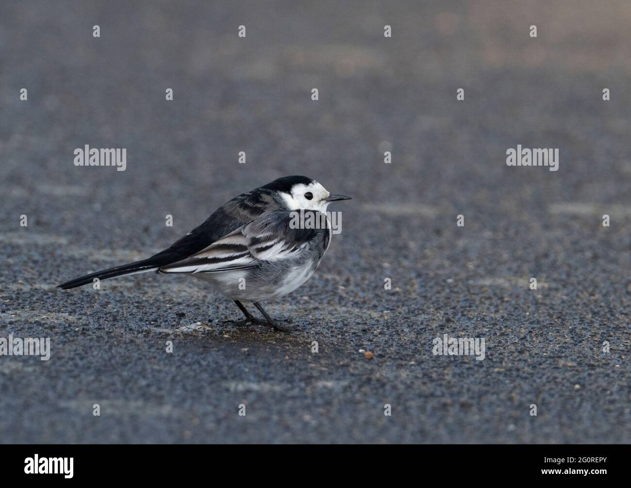 Pied Waggail (Motacilla alba) Ramgate, KENT UK, mattina presto, a piedi sul marciapiede Foto Stock